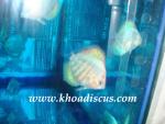 discus